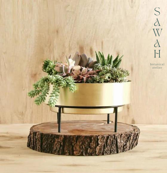brass succulent planter Jadore Gold Brass Planter Succulent Bowl – Sawah Botanical