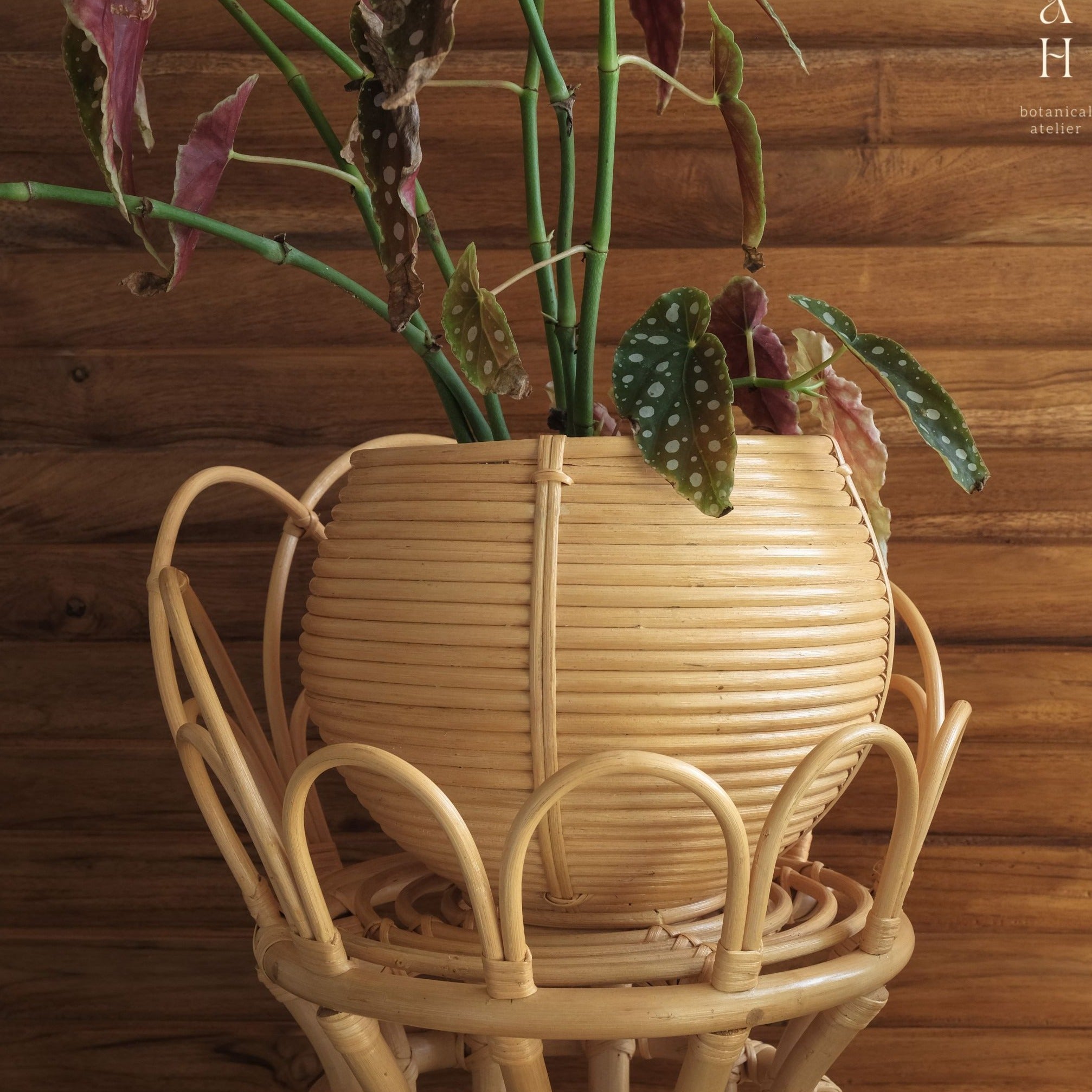 small rattan plant pot Uma Small Rattan Round Planter Natural Wicker Basket – Sawah Botanical