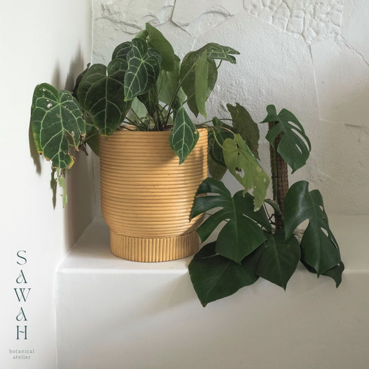 Alya Mid Century Medium Rattan Wicker Cane Planter