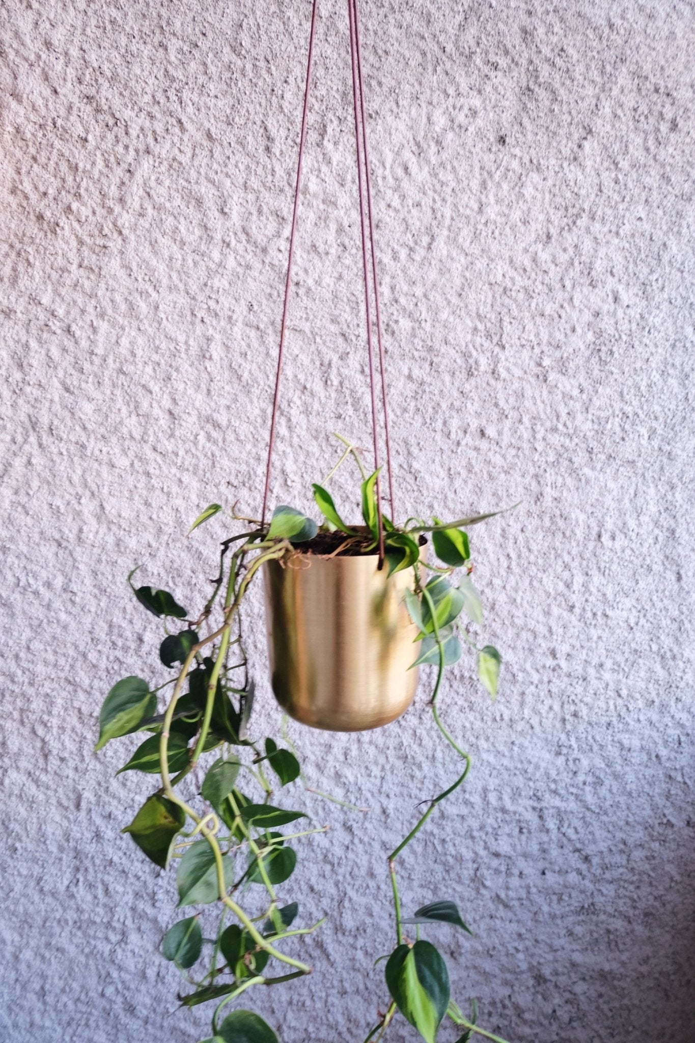 Capsule Gold Hanging Planter - Lustere Living