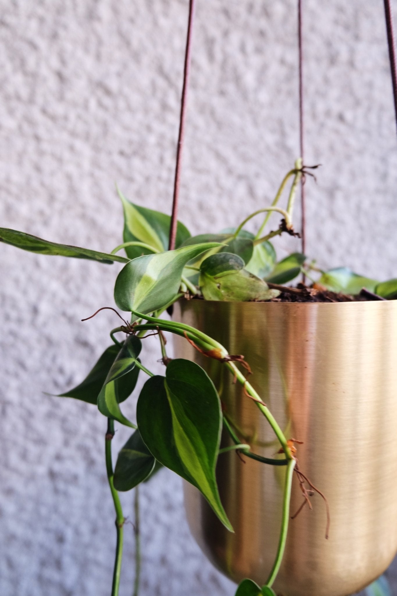 Capsule Gold Hanging Planter - Lustere Living