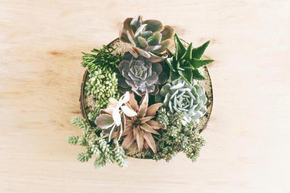 Jadore Gold Brass Planter Succulent Bowl - Lustere Living