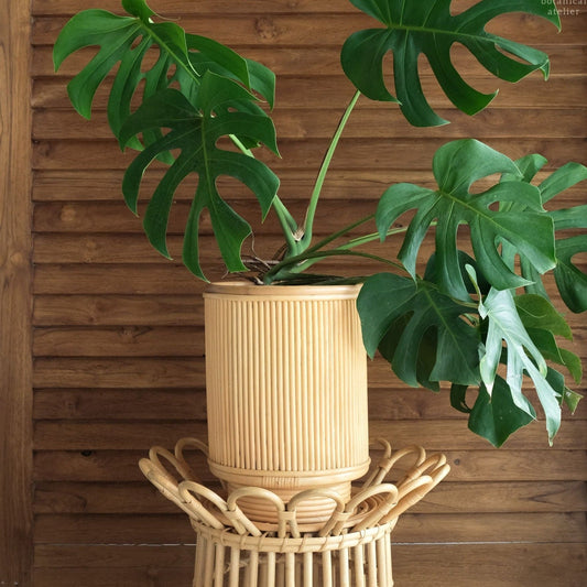 Kasih Mid Century High Rattan Cane Planter - Lustere Living