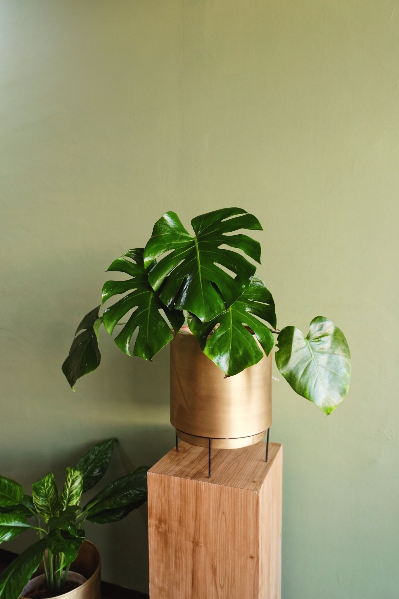 XL Handcrafted Polished Brass Round Floor Planter - Lustere Living
